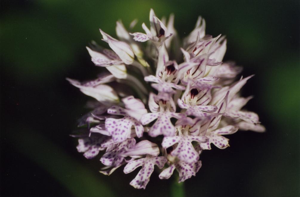 Dactylorhiza, Himantoglossum, Ophrys, Orchis